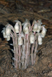 Indian Pipes