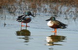 Northern Shoveler