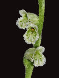 Woodland Ladies Tresses (Spiranthes sylvatica)