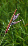 Alligator Flag (Thalia dealbata)