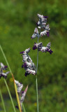 Alligator Flag (Thalia dealbata)