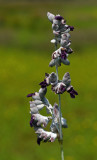 Alligator Flag (Thalia dealbata)