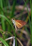 Dukes Skipper