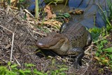 American Alligator