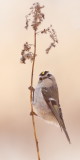 Golden - Crowned KingLet  --  RoiteLet A Couronne Doree