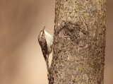 Brown Creeper  --  GrimPereau Brun