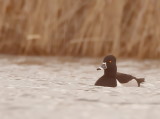 Ring - Necked Duck  --  Fuligule A Collier