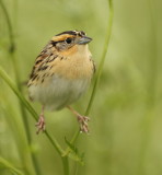 Le Contes Sparrow  --  Bruant De Le Conte