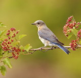 Eastern BlueBird  --  MerleBleu De LEst