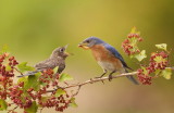 Eastern BlueBird and Chick  --  MerleBleu De LEst avec son Poussin