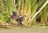 Common MoorHen ( juvenile )  --  Gallinule Poule-Deau ( juvenile )