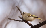 Golden - Crowned KingLet  --  Roitelet A Couronne Doree