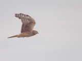 Northern Harrier ( FEMALE )  --  Busard Saint - Martin ( FEMELLE )