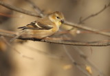 American GoldFinch  --  CharDoneret Jaune