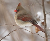 Northern Cardinal  --  Cardinal Rouge