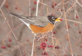 American Robin  --  Merle DAmerique