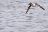 Common GoldenEye  --  Garrot A Oeil DOr