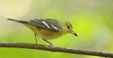 Bay - Breasted Warbler  --  Pruline A Poitrine Baie