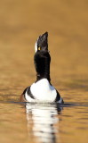 Hooded MerGanser  --  Harle Couronne