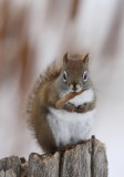 Red Squirrel  --  Ecurevil Roux