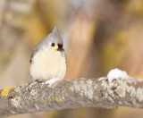 Tufted TitMouse  --  Mesange Bicolore