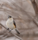 Tufted TitMouse  --  Mesange Bicolore