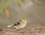 American GoldFinch  --  Chardonneret Jaune