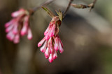 Early Blossoms