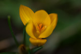 Crocus