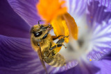 The Bees are Back