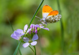 Aurora Butterfly (Male)