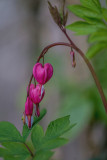 Bleeding Heart