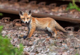 Fox Cub
