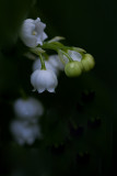 Lilies of the Valley