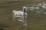 Baby Swan