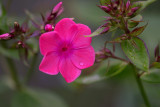 Phlox