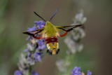 Broad-Bordered Bee Hawk-Moth