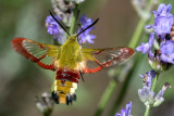 Broad-Bordered Bee Hawk-Moth