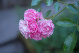 Small Roses