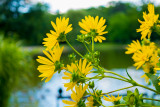 Flowers in the Park