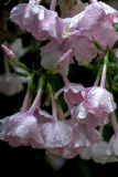 Dripping Phlox