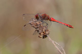 Ruddy Darter (male)