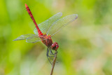 Ruddy Darter (male)