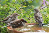 Late Summer Bath