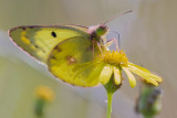 Clouded Yellow