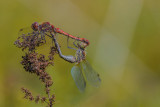  Ruddy Darters (Sympetrum sanguineum)  