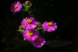 Fall Asters 