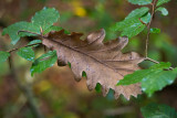 Oak Leaf