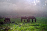 Grazing in the Fog