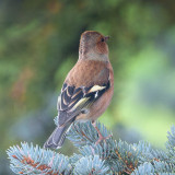 Common Chaffinch